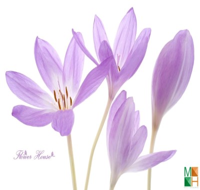  Tranh dán tường Hàn Quốc hoa nghệ tây FW - 126